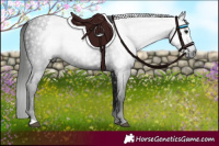 Horse Color:Gray Black 