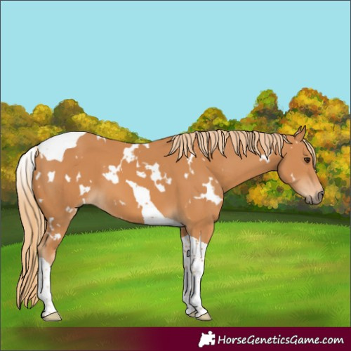 Horse Color:White Spotted Chestnut Tobiano 