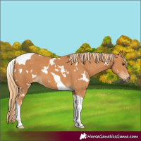 Horse Color:White Spotted Chestnut Tobiano 