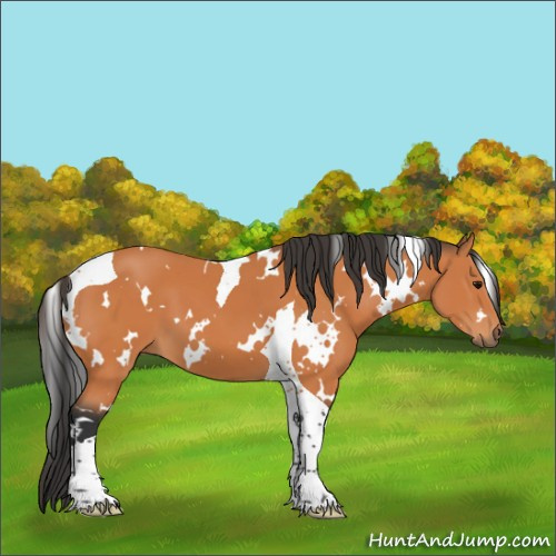 Horse Color:White Spotted Bay Tobiano