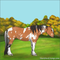 Horse Color:White Spotted Bay Tobiano