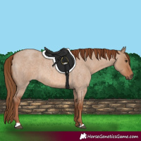 Horse Color:Red Dun Roan
