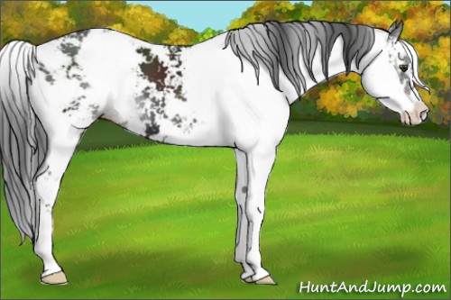 Horse Color:Liver Chestnut Sabino 