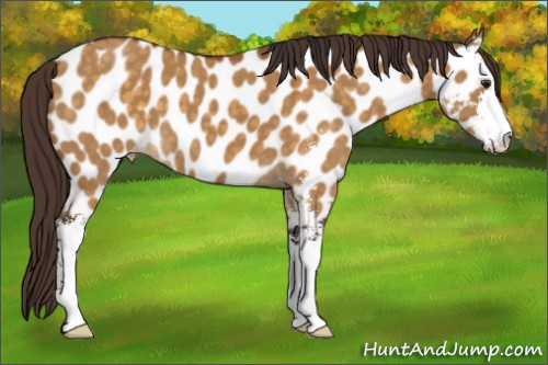 Horse Color:Buckskin Dun Sabino Appaloosa 