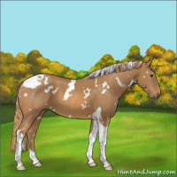 Horse Color:White Spotted Chestnut Tobiano 