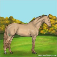 Horse Color:Red Dun 