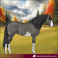 Horse Color:Grullo 