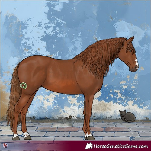 Horse Color:Chestnut 