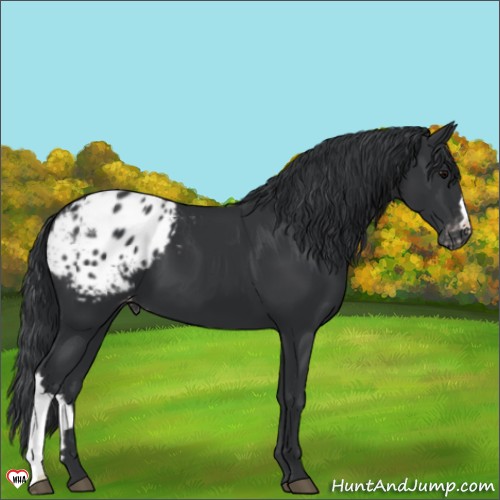 Horse Color:Black Appaloosa 