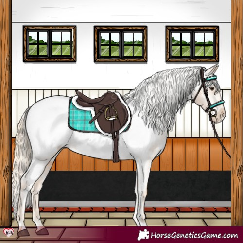 Horse Color:Chestnut Appaloosa 