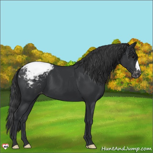 Horse Color:Black Appaloosa 