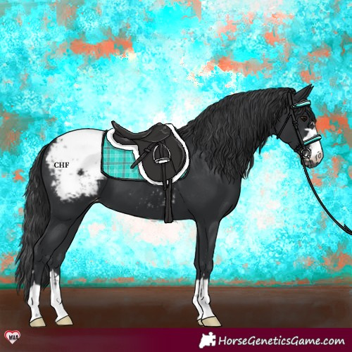 Horse Color:Black Appaloosa