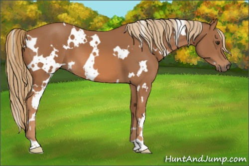 Horse Color:White Spotted Chestnut 