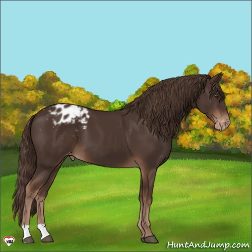 Horse Color:Liver Chestnut Appaloosa 