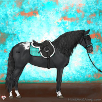Horse Color:Black Appaloosa 