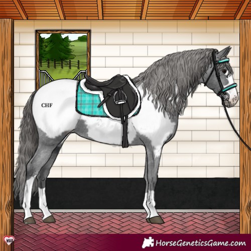 Horse Color:Black Appaloosa
