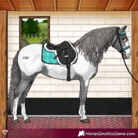 Horse Color:Black Appaloosa 