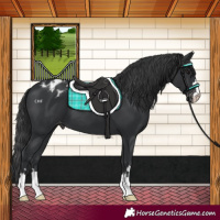 Horse Color:Black Appaloosa