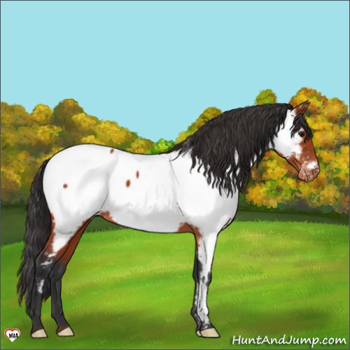 Horse Color:Brown Appaloosa 