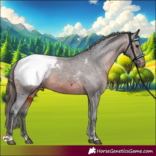Horse Color:Brown Appaloosa 