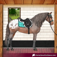 Horse Color:Bay Appaloosa 
