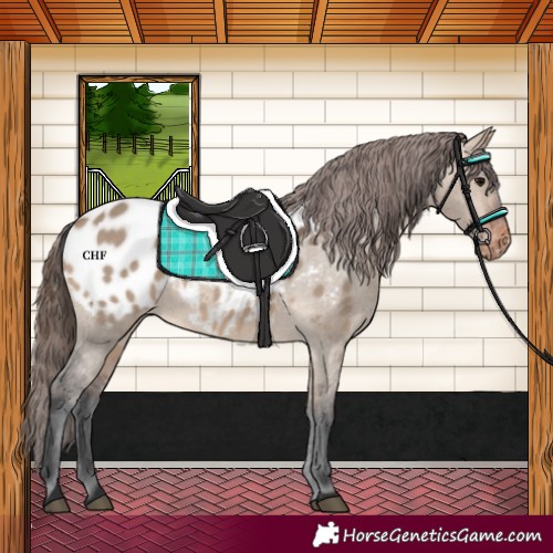 Horse Color:Brown Dun Appaloosa