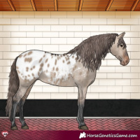 Horse Color:Brown Dun Appaloosa 