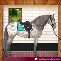Horse Color:Brown Dun Appaloosa 