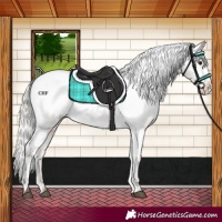 Horse Color:Silver Brown Dun Appaloosa 