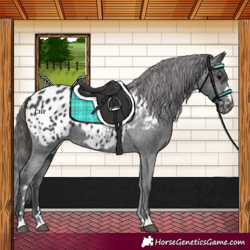 Horse Color:Black Appaloosa 