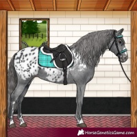 Horse Color:Black Appaloosa 