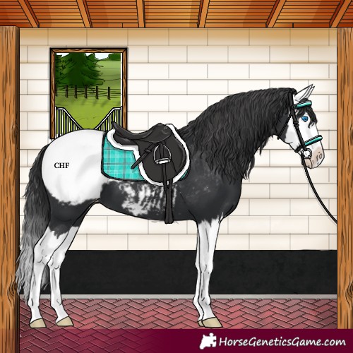 Horse Color:Black Splash Snowcap 