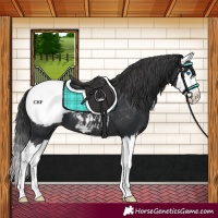 Horse Color:Black Splash Appaloosa