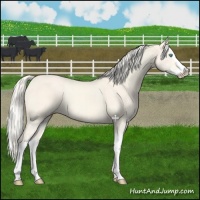 Horse Color:Cremello Dun Splash  and Cremello Dun Splash 