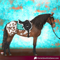 Horse Color:Bay Appaloosa 