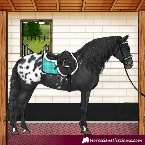 Horse Color:Black Blanket 