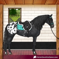 Horse Color:Black Blanket 