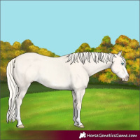 Horse Color:Cremello Dun Splash  and Cremello Dun Splash Frame 