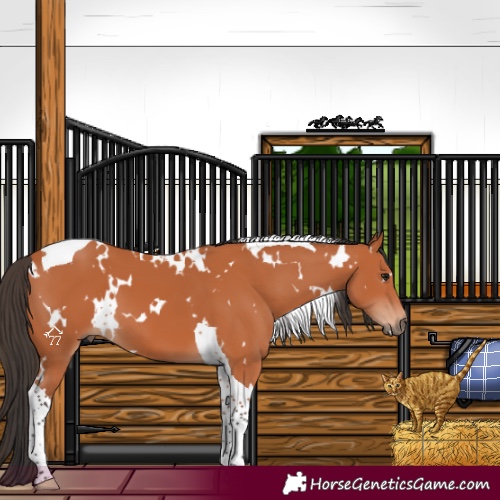 Horse Color:White Spotted Bay Tobiano