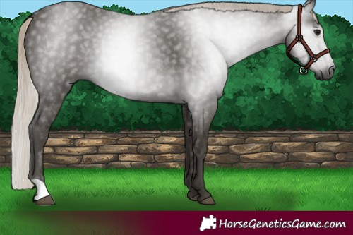 Horse Color:Gray Silver Black Rabicano