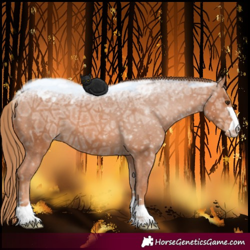 Horse Color:Chestnut Ice Appaloosa 