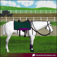 Horse Color:Gray Black Appaloosa