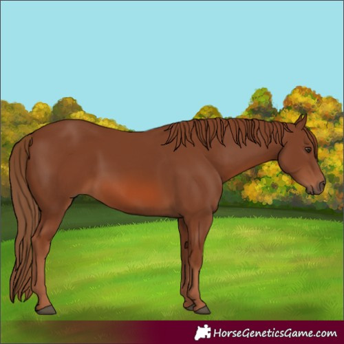 Horse Color:Chestnut 