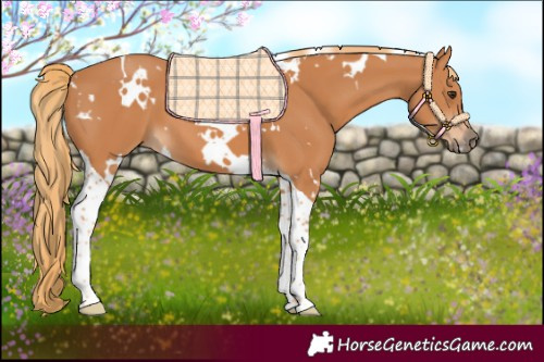 Horse Color:White Spotted Chestnut Tobiano 