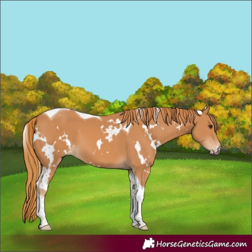 Horse Color:White Spotted Chestnut Tobiano