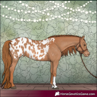 Horse Color:Chestnut Tobiano Appaloosa