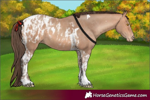 Horse Color:Amber Champagne Sabino Tobiano Appaloosa  and Amber Champagne Tobiano Appaloosa 