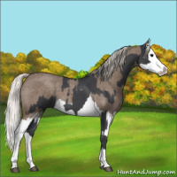 Horse Color:Blue Roan Sabino Splash  and Silver Blue Roan Sabino Splash 