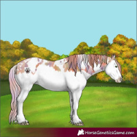 Horse Color:Nacre White Spotted Gold Champagne Splash