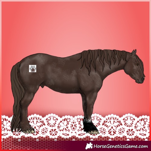 Horse Color:Liver Chestnut 